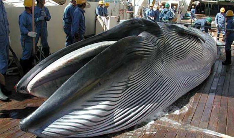 Il Giappone e la caccia alle balene di Mirko Spadoni (Tmag)