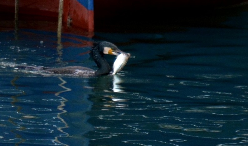 Formia domenica 8 febbraio 2015: la pesca dei cormorani nella darsena della quercia