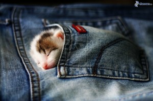 gattino addormentato, tasca, jeans 149836