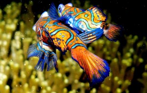 Mandarin_Fish_-_mating-1024x654