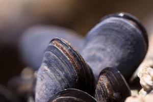 mussels-419052_960_720